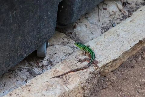 A green lizard on a stone Stock Photos