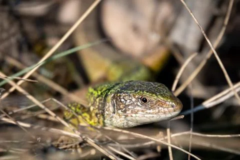Green lizard strolling in the grass on the ground Stockfoto's