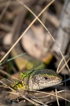 Green lizard strolling in the grass on the ground Stock Photos