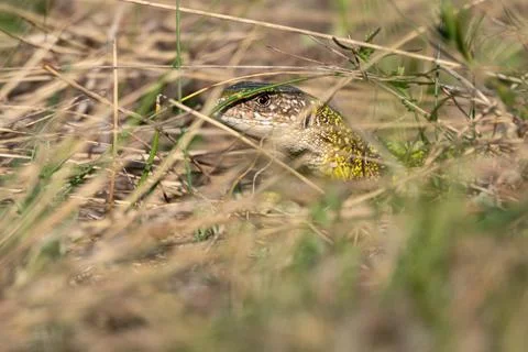 Green lizard strolling in the grass on the ground 写真素材