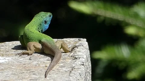 Green lizard in the sun Stock Footage 154017783