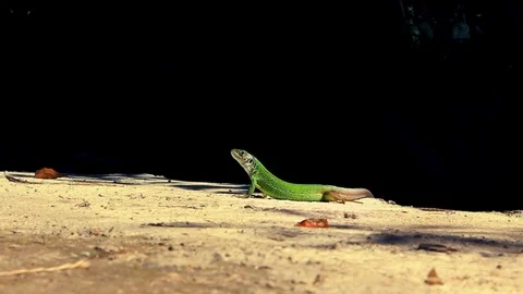 Green lizard surrounded by ants  Stock-Footage 86315188