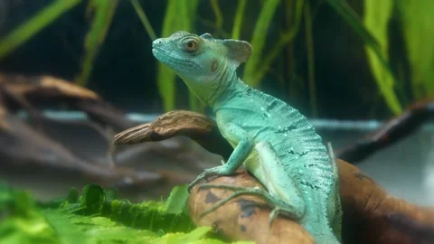 Green lizard in terrarium. Basilisk, Basiliscus plumifrons or Jesus lizard Stock Footage 307844617