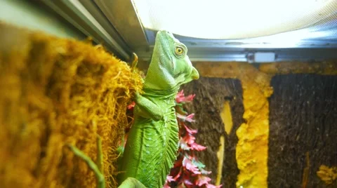 Green lizard on a terrarium wall Stock Footage 62625204