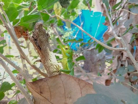 Green lizard on tree branch  Stock Photos