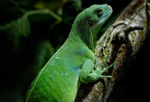 Green Lizard on a Tree Branch Stock Photos