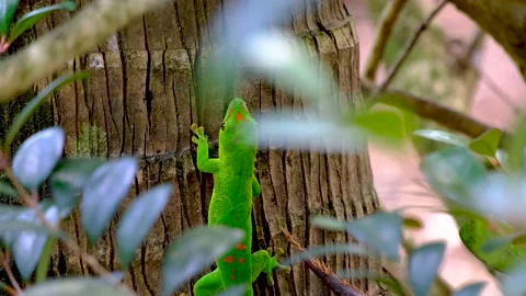 Green lizard on the tree Video stock 169976010