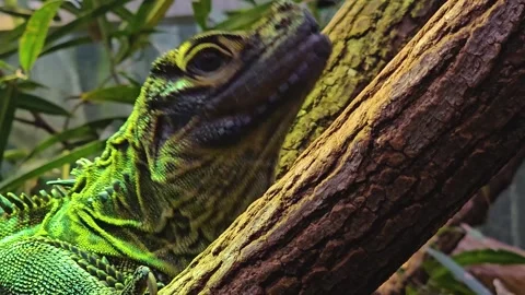 A green Lizard on tree log Stock Footage 263719828