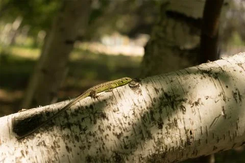 Green lizard on tree in natural environment. Animal and wildlife, wild reptil 스톡 사진
