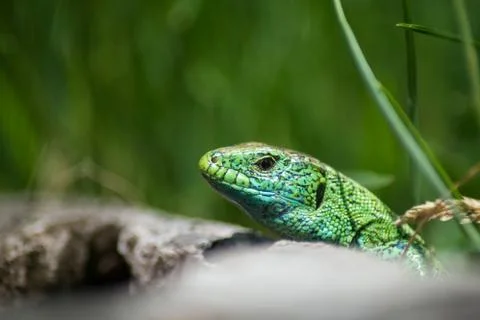 Green lizard on tree strain in a meadow Stock Photos