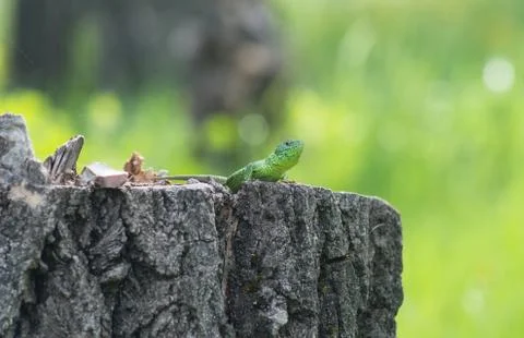 Green lizard on a tree stump, on a blurry background Stock Photos