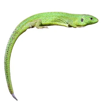 Green lizard with a twisted tail Stock-Fotos