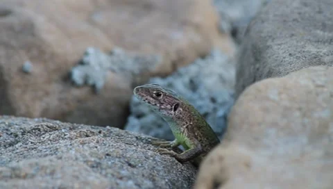 Green Lizard waiting for prey, Lacerta viridis Vídeos de archivo 8564362