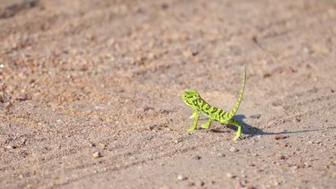Green Lizard Walking on Dry Ground Stock Footage 328957689