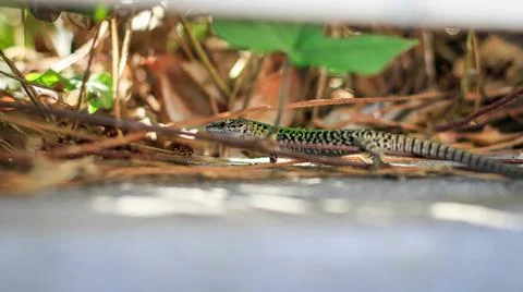 Green lizard walking on fallen tree branches, Podarcis sicula Stock Photos