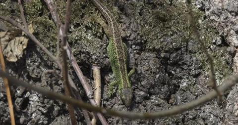 A green lizard walks on green moss, 4K slomo Stock Footage 194039000