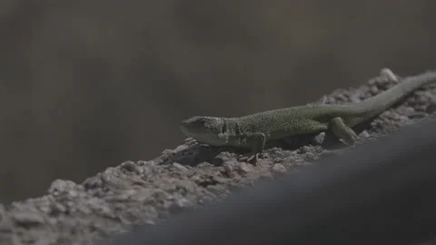 Green lizard on wall Stock-Footage 153538424