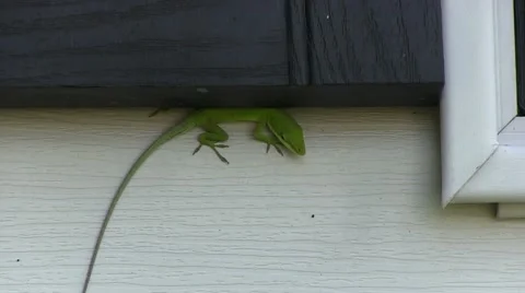 Green lizard on wall hiding under shutter Stock Footage 41668513