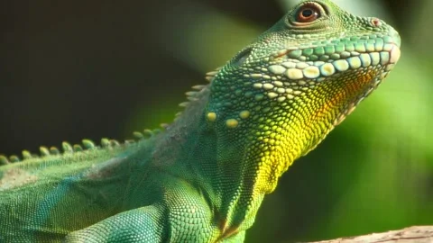 Green lizard with yellow neck scales basking in sunlight Stock Footage 341329133