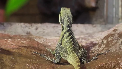 Green lizards feeding on crickets Stock Footage 92473493