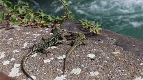 Green lizards fighting by the river, sand lizards fight Stock Footage 278753150