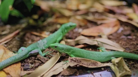Green lizards on ground 動画素材 345719940