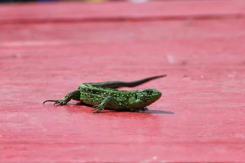 Green Lizards on red table. Quick lizard or common lizard Lacerta agilis Stock Photos