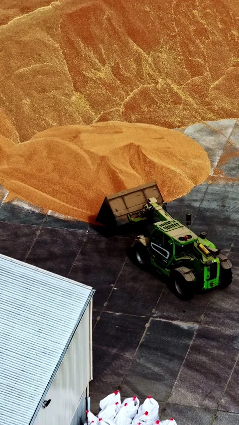 Green Loader Shifting Grain Piles at Industrial Storage Facility Stock Footage 336626586