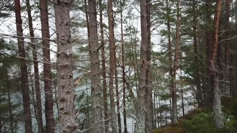 Green loch walk Stock Footage 243016795