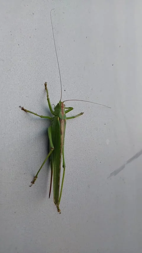 Green Locust Explores Wall During Daytime in Close Up Views and Different A.. Stock Footage 345365131
