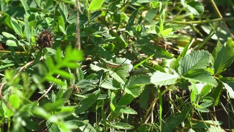 The green locust on the grass. Stock Footage 288034122