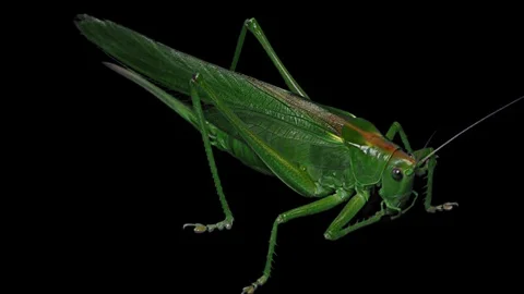 Green Locust Isolated on Black Background, Green Grasshopper, Migratory Locust Stock Footage 93559309