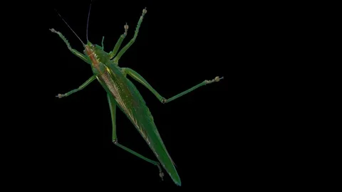 Green Locust Isolated on Black Background, Green Grasshopper, Migratory Locust Stock Footage 93559360