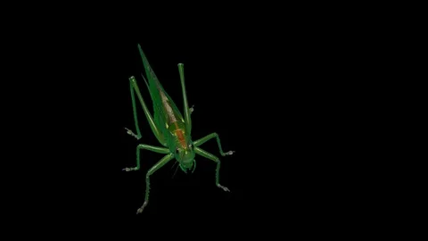 Green Locust Isolated on Black Background, Green Grasshopper, Migratory Locust Stock Footage 93559384