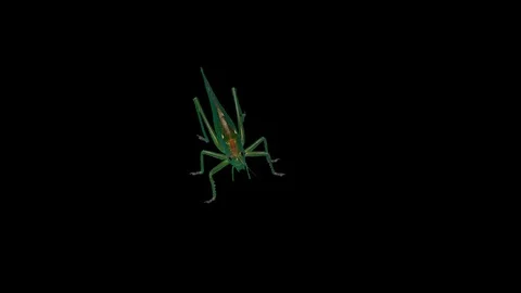 Green Locust Isolated on Black Background, Green Grasshopper, Migratory Locust Stock Footage 93559405