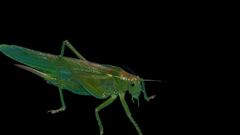 Green Locust Isolated on Black Background, Green Grasshopper, Migratory Locust Video stock 93559448