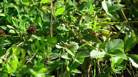 The green locust moving its hind leg and the end of its tail. Stock Footage 212719353