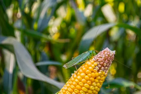 A green locust or a grasshopper eats corn, sitting on the ear Stock Photos