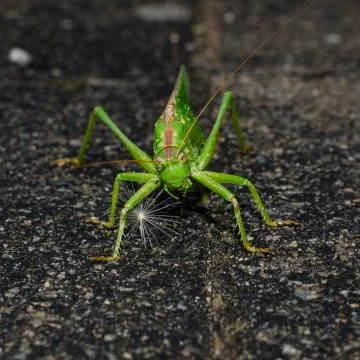 Green locust Stock Photos