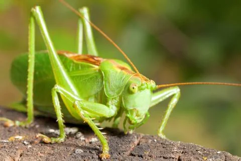 Green locust Stock Photos