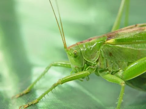 Green locust. Stock Photos