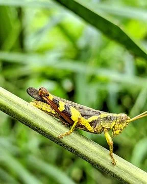 Green locust Foto stock