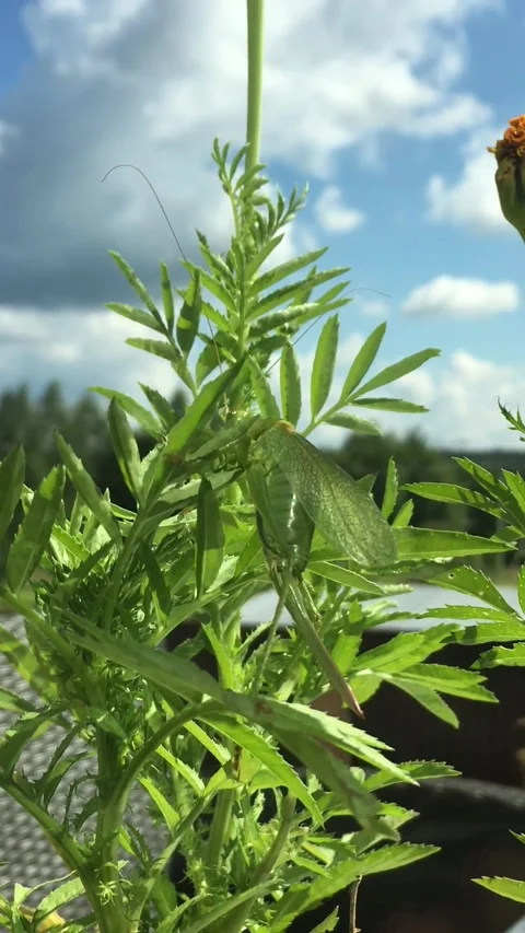 The green locust sits on a flower Stock Footage 141283873