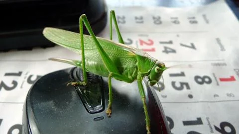 Green Locust sitting on a computer mouse. Foto stock