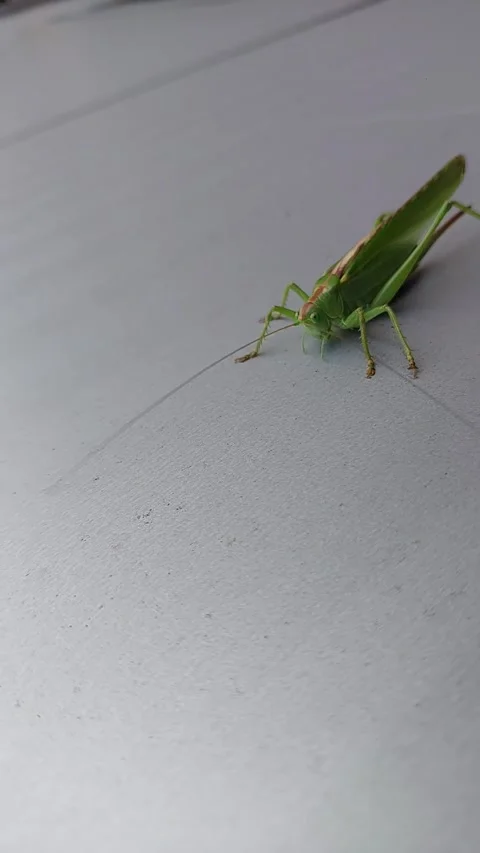 Green Locust Walks on Wall With Long Whiskers in Detailed Close Up Shots Du.. Stock Footage 345365128