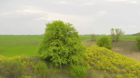 Green lonely tree on a cliff. beautiful tree on the edge of the field Video stock 130910642