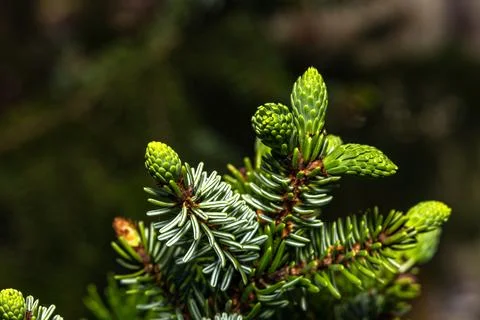 Green long cones on a coniferous tree, Stock Photos