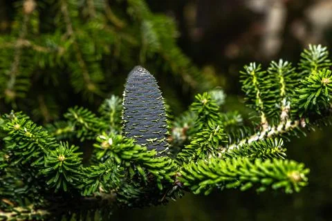 Green long cones on a coniferous tree, Stock Photos