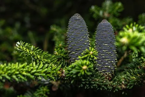 Green long cones on a coniferous tree, Stock Photos