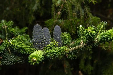 Green long cones on a coniferous tree, Stock Photos